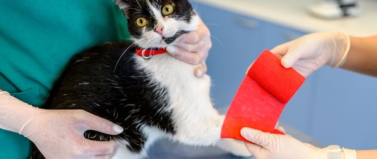 chat fracture